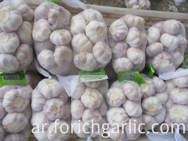 Normal White Garlic Crop 2019 Size 5 0